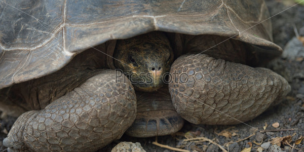 Giant tortoise, Charles Darwin Research Station, Galapagos Islands, Ecuador