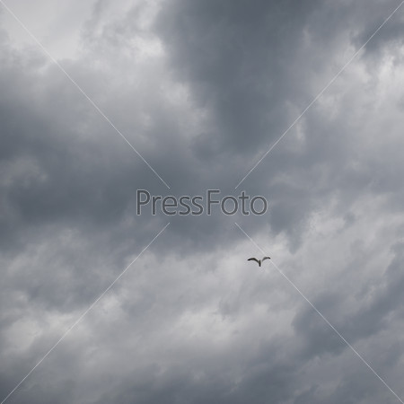 Bird in flight and storm clouds over Lake of the Woods, Ontario