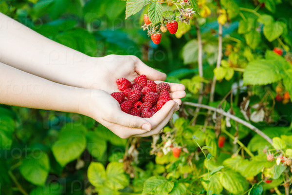 harvesting - handful of ripe raspberries with green bush on background