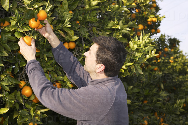orange tree field male farmer harvest picking fruits in mediterranean Spain