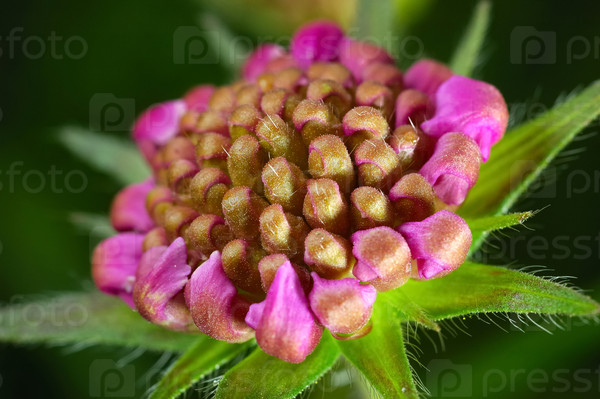 Close up of Red Clover flower