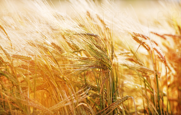 Ears of wheat and bright sunny day. Rich harvest. Shallow depth of field. Selective focus.