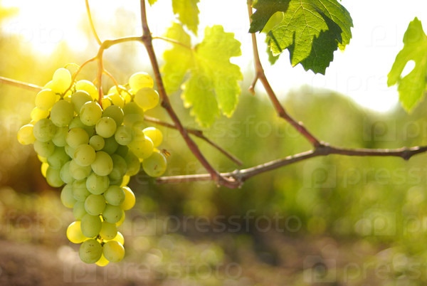 Зеленый виноград на лозе