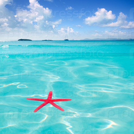 Red starfish floating on perfect tropical sea in ripple beach