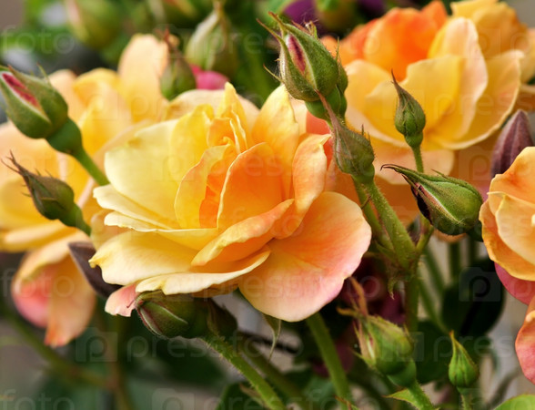 pink and yellow roses  in the garden