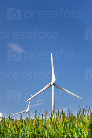 Power generating windmills in a corn field, summer and clear sky.