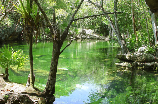 cenote lake in Riviera Maya jungle mayan Quintana Roo