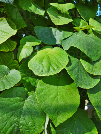 Large leaves of a green plant in the town square