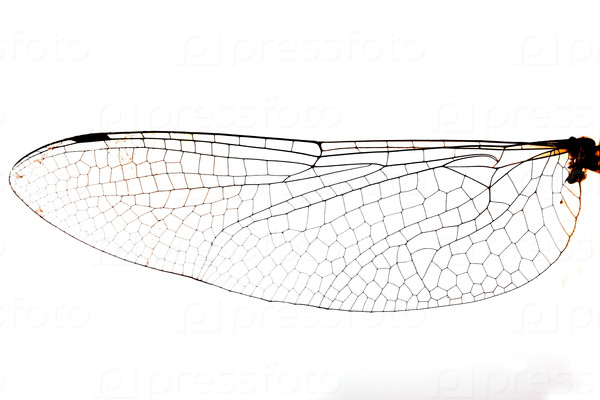 A micro stock photograph of a dragonfly wing.