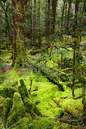 Первобытный лес, Новая Зеландия