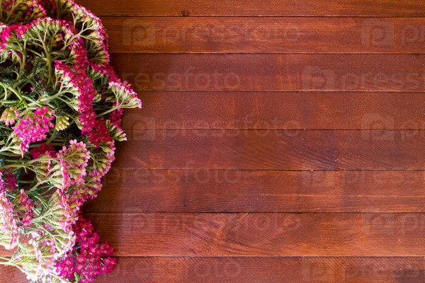 yarrow flower, herbal plants on wooden table