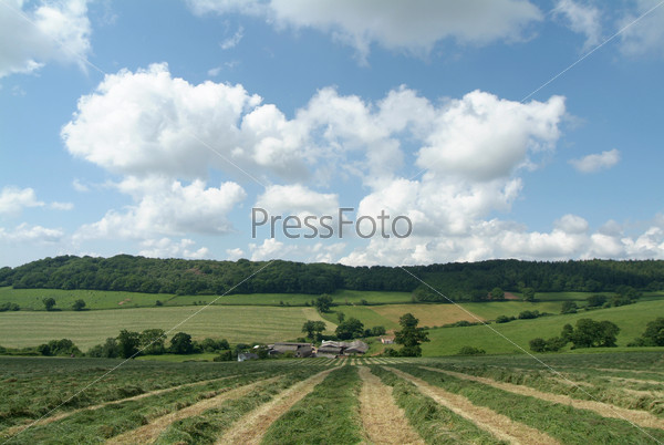 Row of cut grass for silage, panoramic view