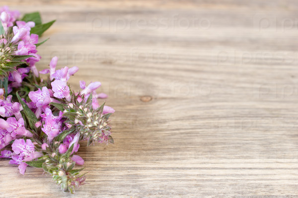 yarrow flower, herbal plants on wooden table with copy space