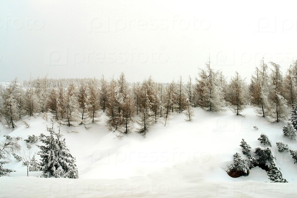 Snow covered trees on the border of Czech Republic and Germany.