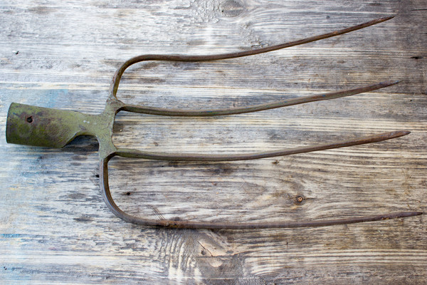 pitchfork on a wooden background. Old garden tools.