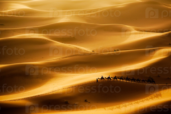 Camel caravan going through the sand dunes in the Sahara Desert, Erg Chebbi, Maroc.