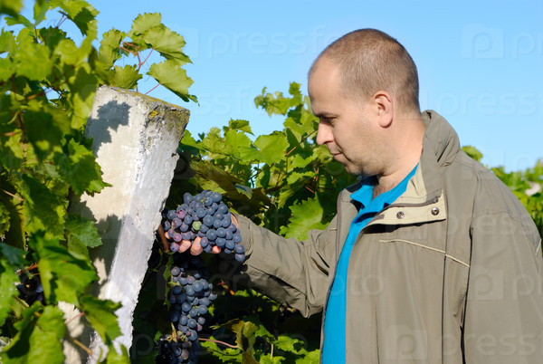 Wine-maker checks the quality of grapes