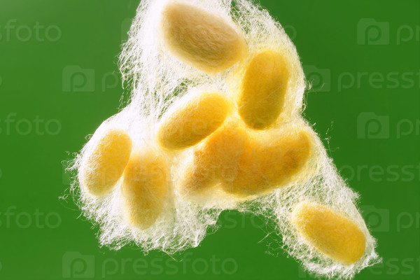 yellow silkworm cocoon over green on silk worm net