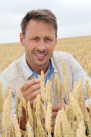Portrait of agronomist analysing wheat ears