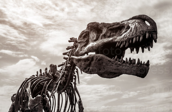 Vilnius, Lithuania- July 28, 2015: Tyrannosaurus rex skeleton against cloudy sky background. Toned image. Dinosaur park in Vilnius