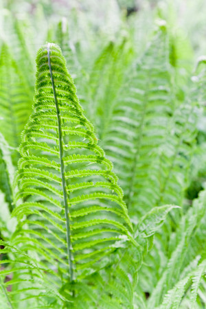 Fresh new fern leaves useful as nature background, vertical frame, stock photo