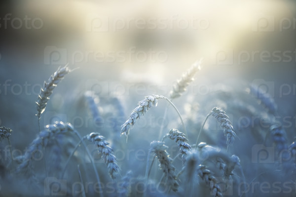 Wheat close-up. Soft blue tint for nighttime effect.