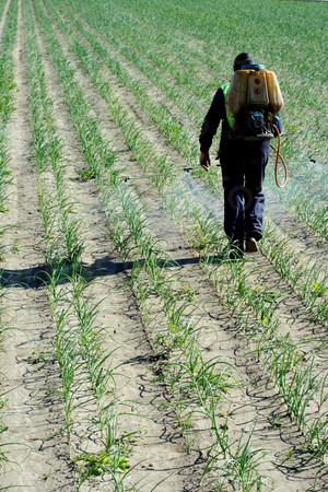 Chemical human application, onion fields