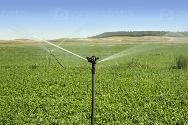 Irrigation vegetables field with turning sprinkler water