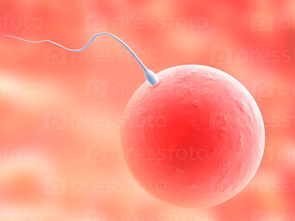 anatomy illustration : sperms and egg