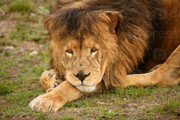 Lion male and old tired having a rest outdoor