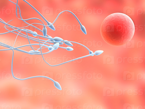 anatomy illustration : sperms and egg