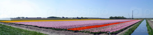 A colorful field of Tulips in The Netherlands.