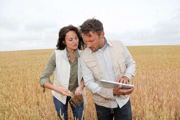 Team of agronomists analyzing wheat cereal in field