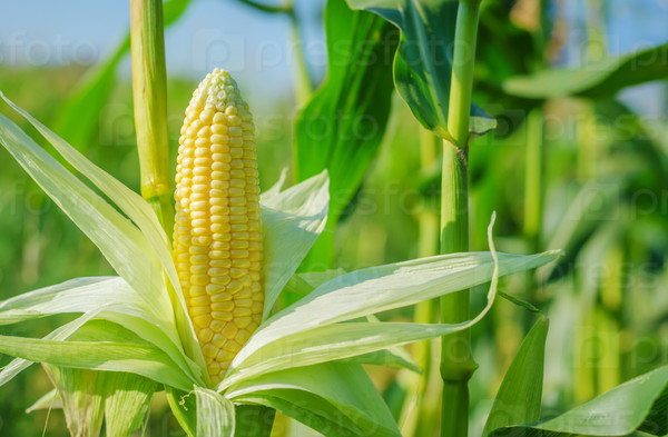 Ear of corn in a corn field in summer before harvest.