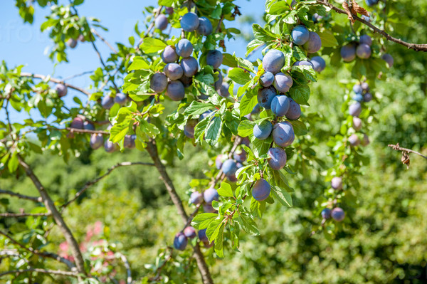 Multitude of purple plums on tree branch with green out of focus background