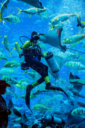 Huge aquarium in Dubai. Diver feeding fishes.