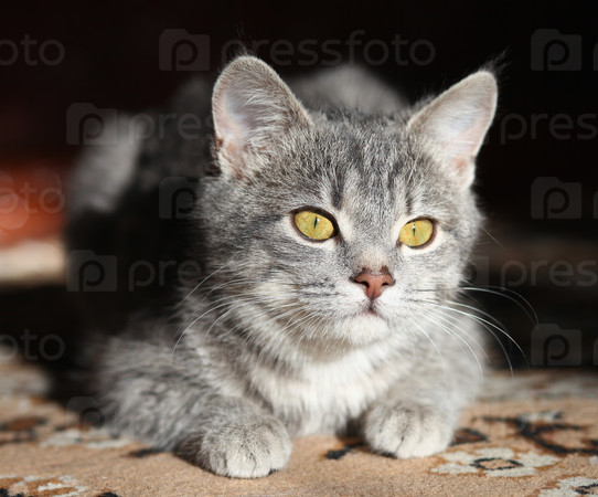 gray cat preparing to attack