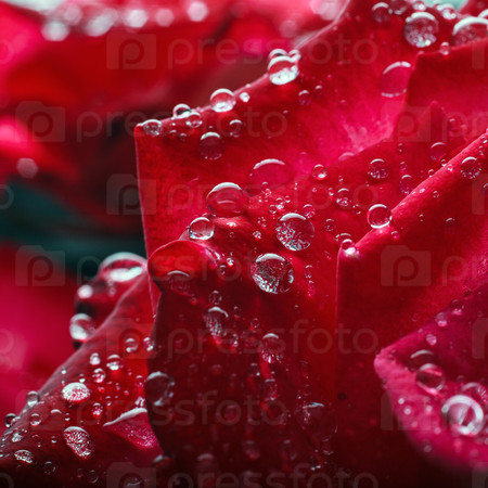 dew drops on the petals of roses macro