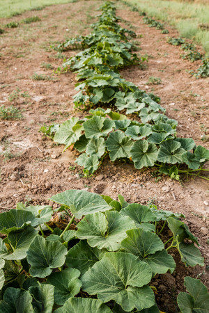 Green pumpkin leaves growing on the vegetable patch