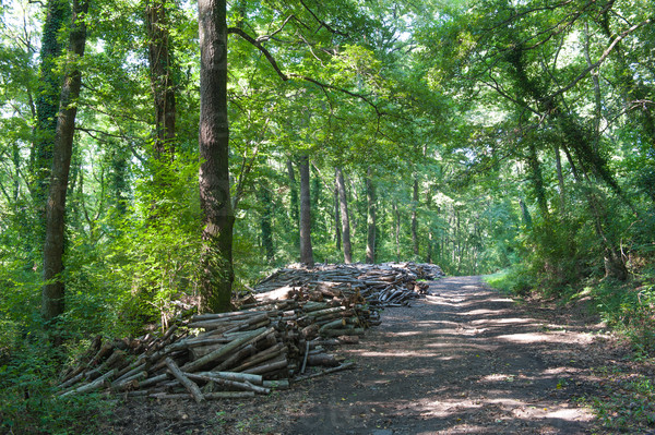 Pile of wood in oak forest with pathway and green tall trees in background