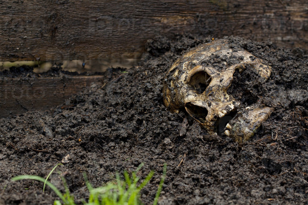 Real human skull on wet soil figured as crime scene, photography focused on teeth with narrow focus