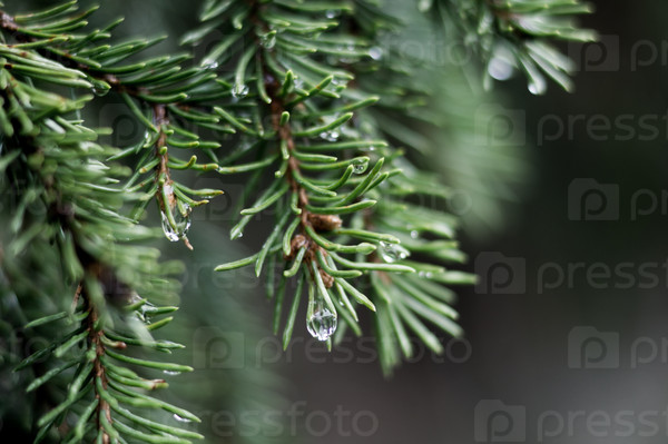 raindrops on the ends of fir branches