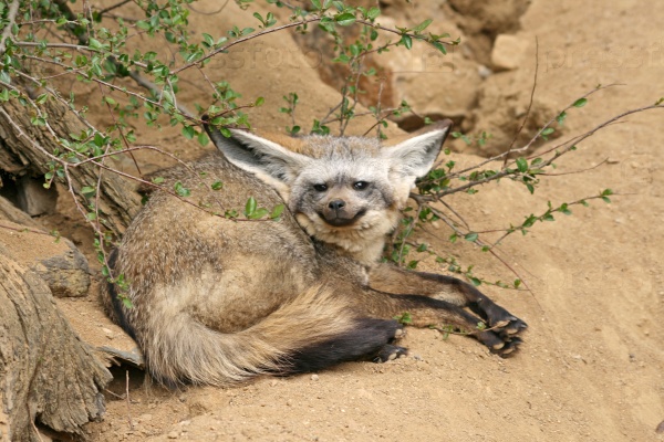 Bat-eared fox in a Zoo