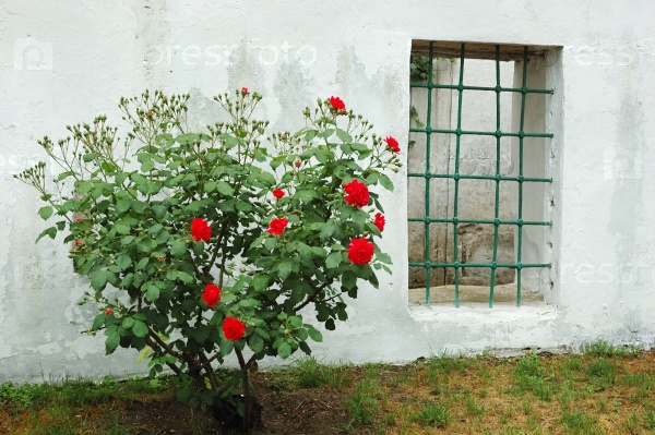 Old window and red rose bush in Bakhchisaray Khan Palace,Crimea,Ukraine