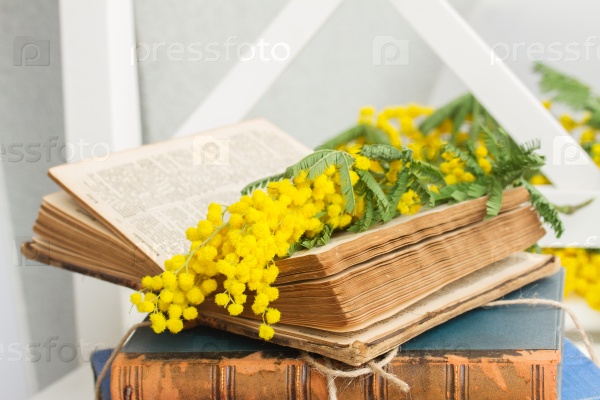 open  vintage old book  with yellow french mimosa flowers