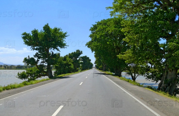 The road along the banks of the Nile. Whimsical trees along the