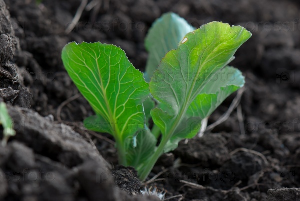 Young green cabbage sprouts on the vegetable bed