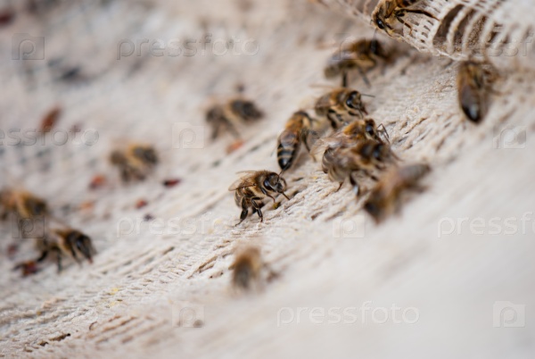 Bees crawling on the basis of tissue and look for food