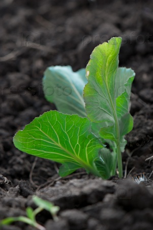 Young cabbage sprouts on the green vegetable bed
