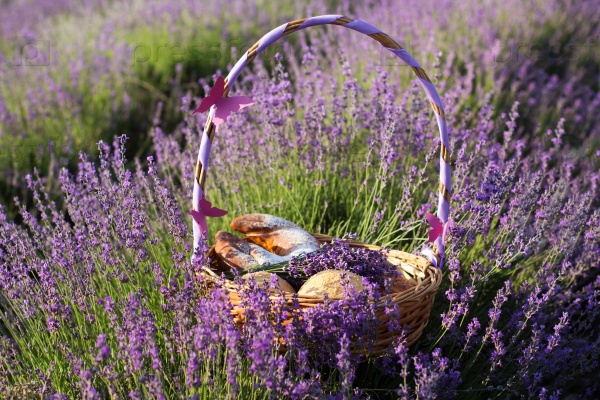 Beautiful basket with purple ribbon and sweet-stuff in meadow of lavender flowers